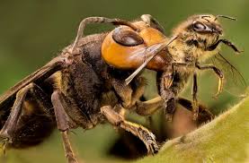 Most Terrifying Insects in the World