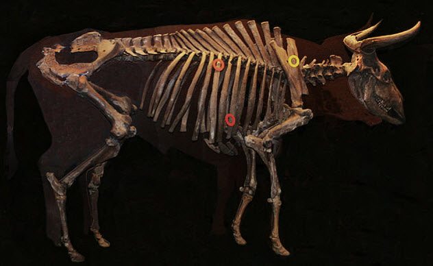 Aurochs