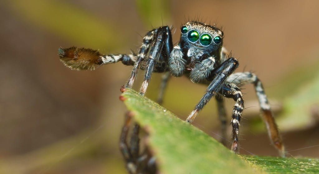 Australian Jumping Spider