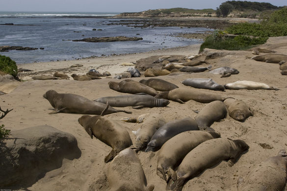 Sea Lions