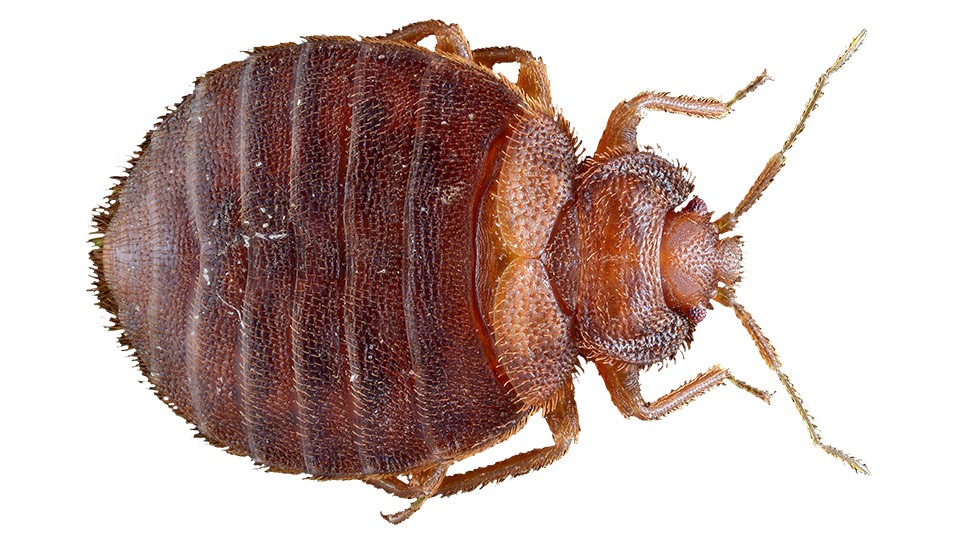 Bedbug Impostors