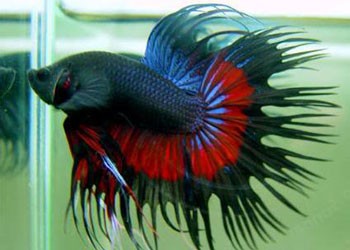 Animals Specifically Bred For Blood Sports