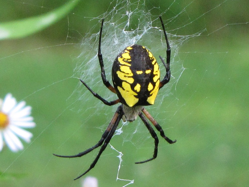 Garden Spider