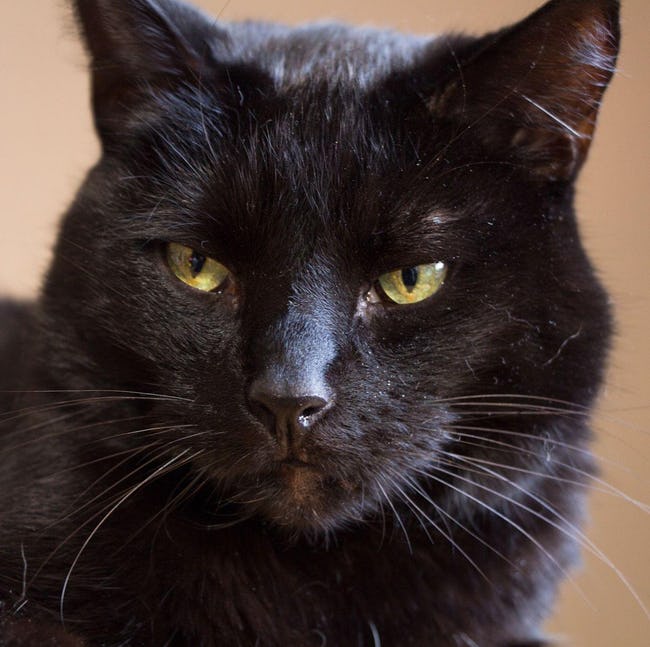 Blackie