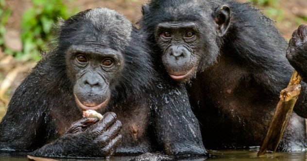 Bonobos