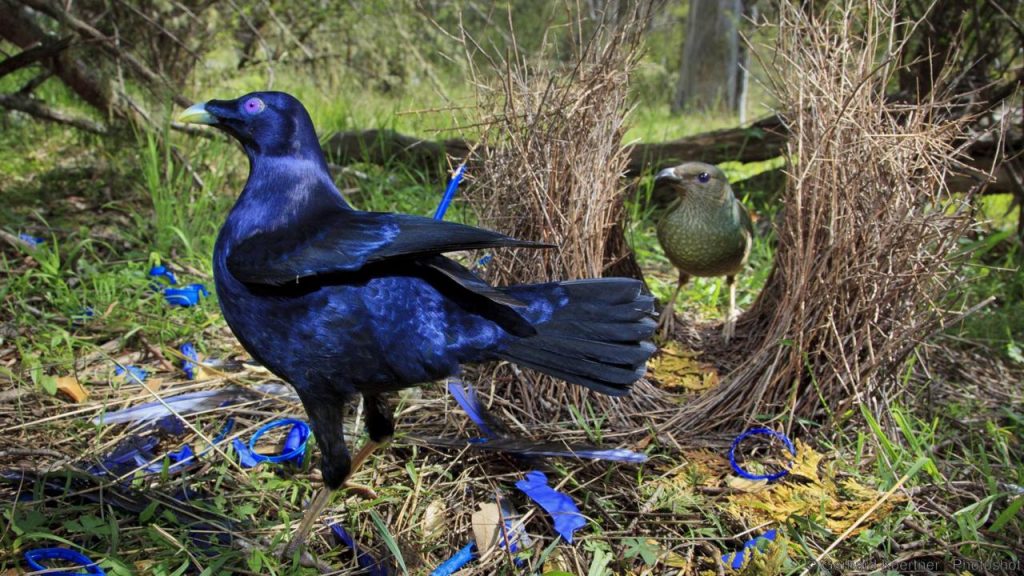 Bowerbirds