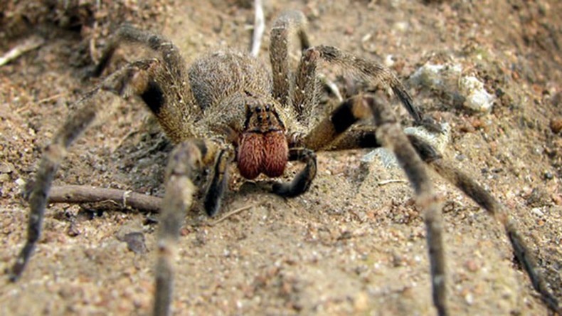 Brazilian Wandering Spider