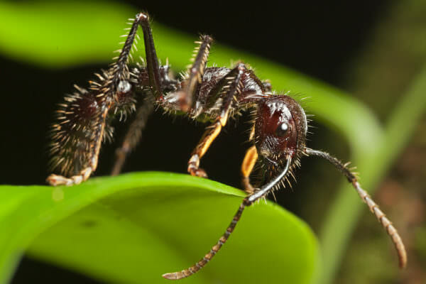 Bullet Ant