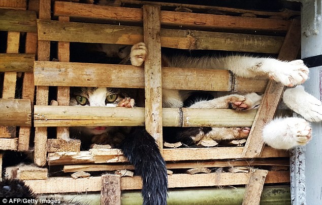 cats