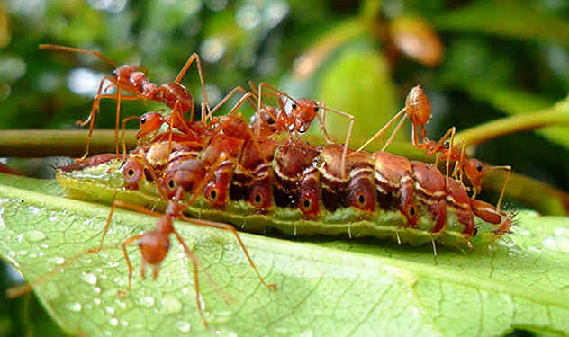 Caterpillar Overlords