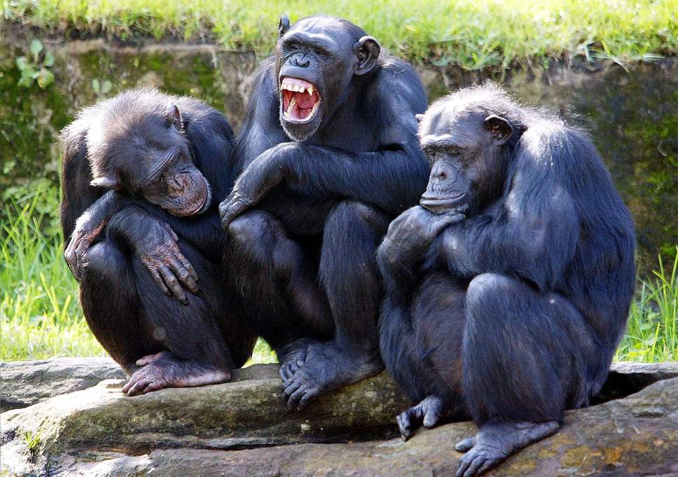 Chimps