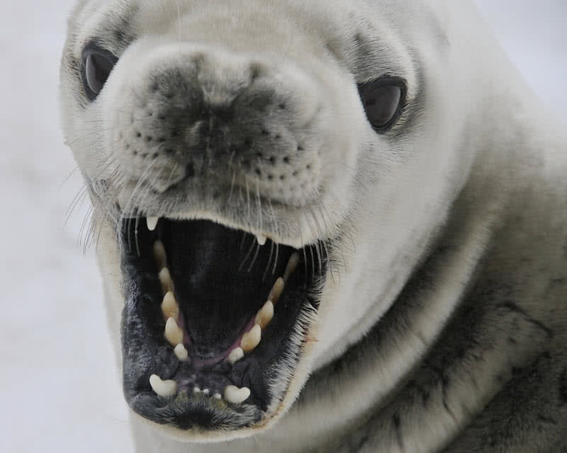 Crabeater Seal