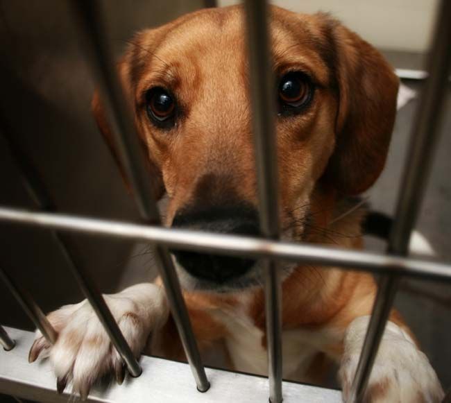 Cruel Animal Shelter