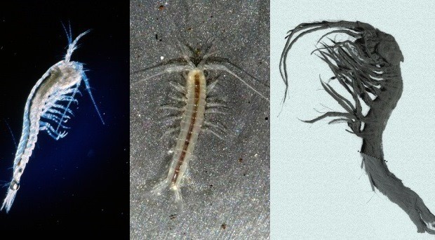 Crustaceans