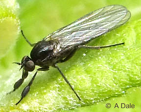 Examples of Gift Giving In the Animal Kingdom