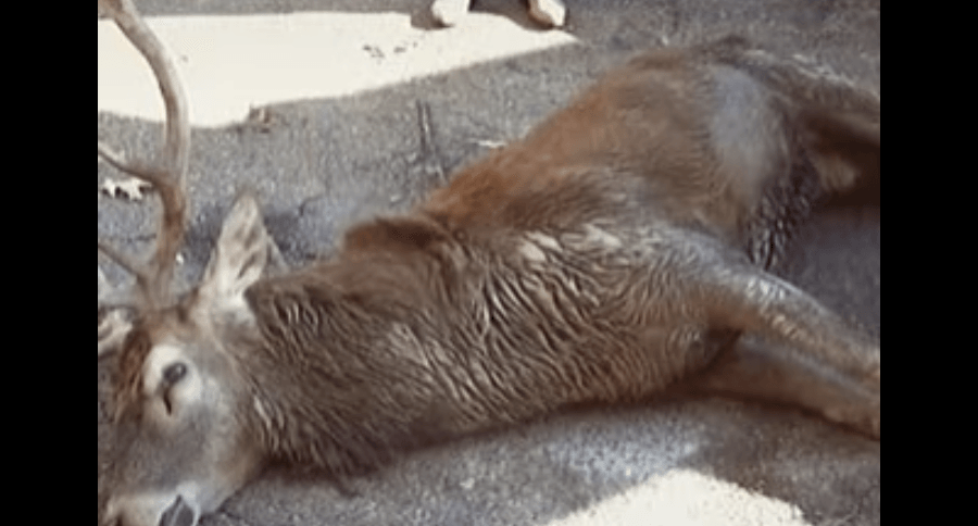 Bizarre Ways People Have Been Killed By Pets