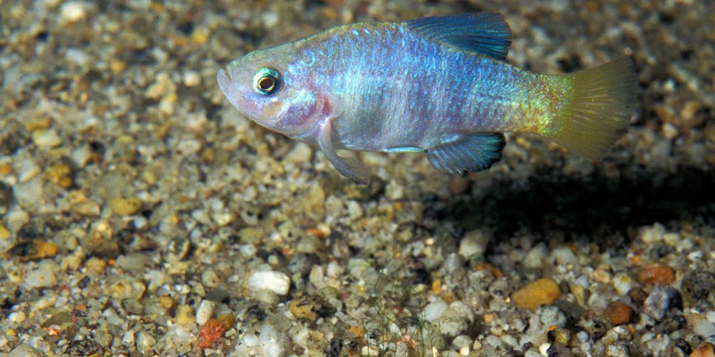 Desert Pupfish