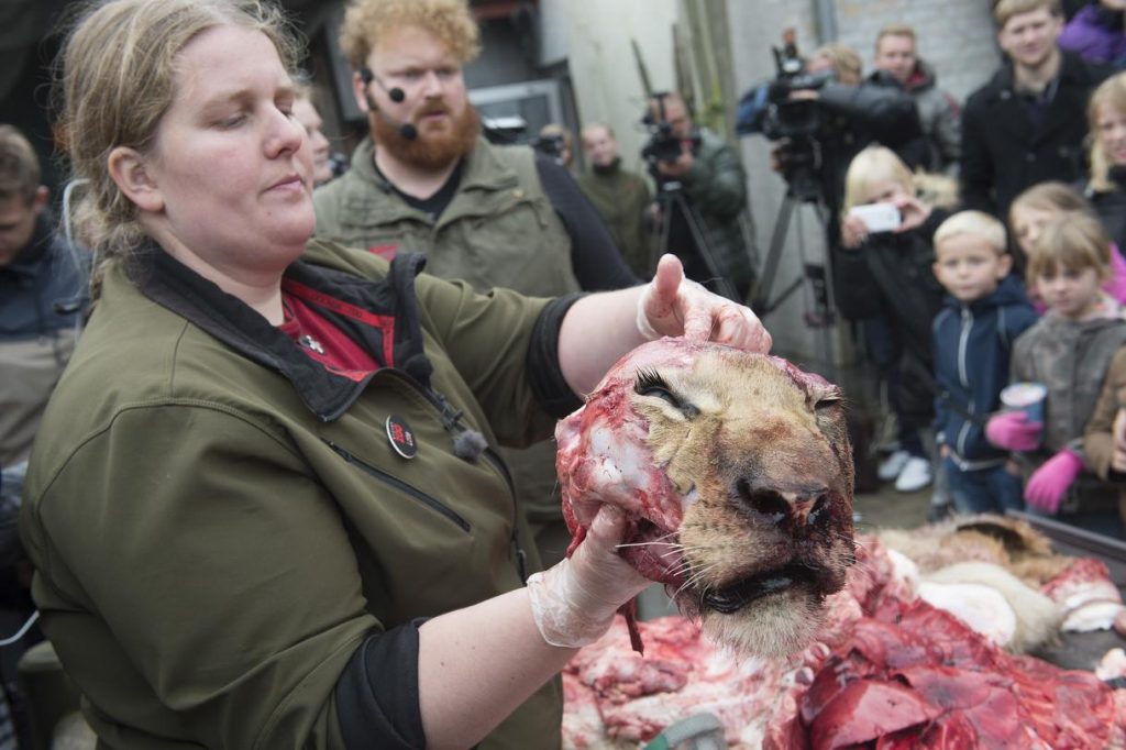lion