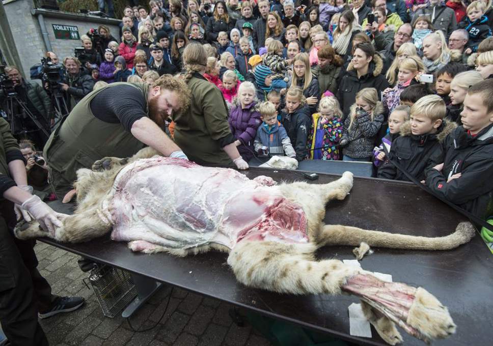 dead lion