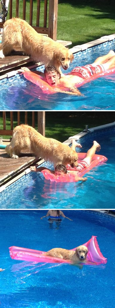 Hilarious Animals Being Perfect Jerks