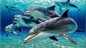 Dolphins