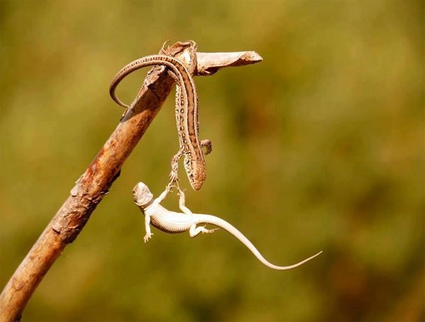 lizard