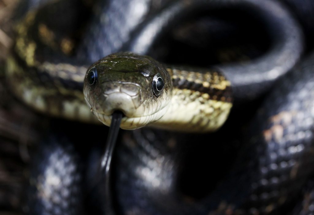 Snake