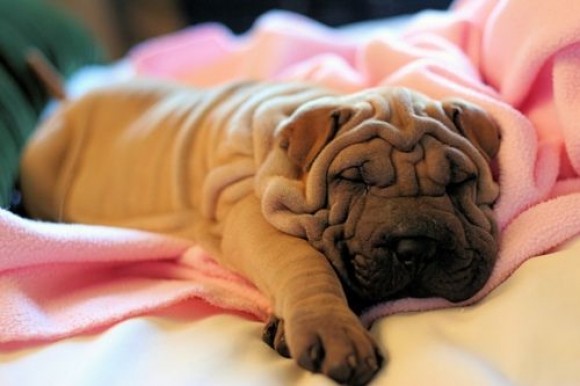 Dreamy Wrinkles