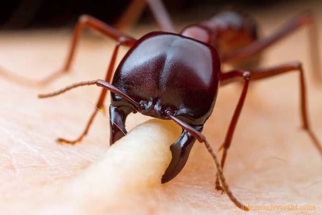 Driver Ant