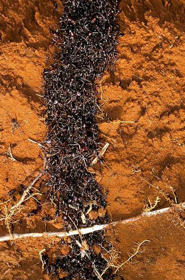 Most Terrifying Insects in the World