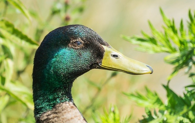 Horrifying Facts about Ducks