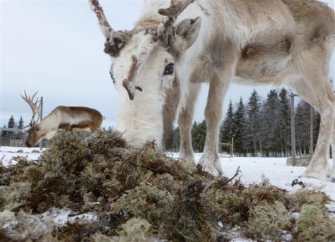 Little-Known Facts about Reindeer