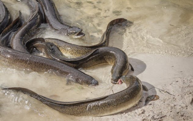 Eels