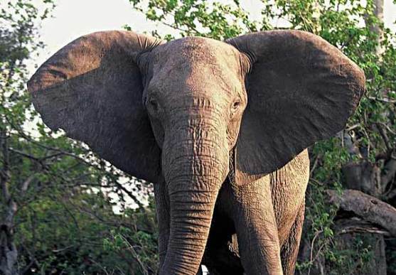 Elephants