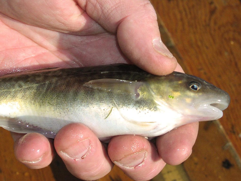 Fish