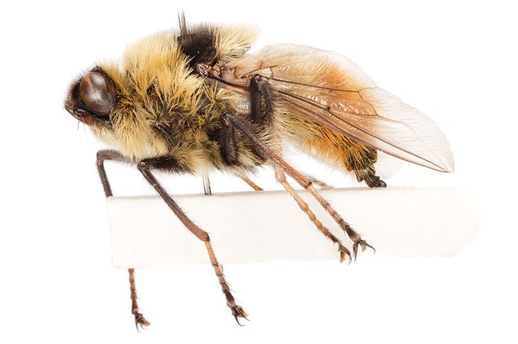 Flies In Reindeer Noses