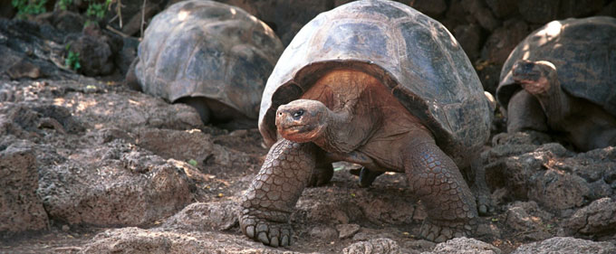 Incredible Cases of Animal Gigantism