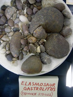 Horrifying Facts about Ducks