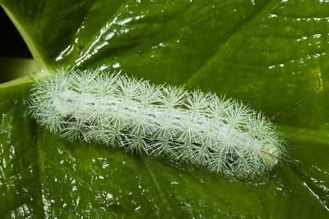 Giant Silkworm Caterpillar