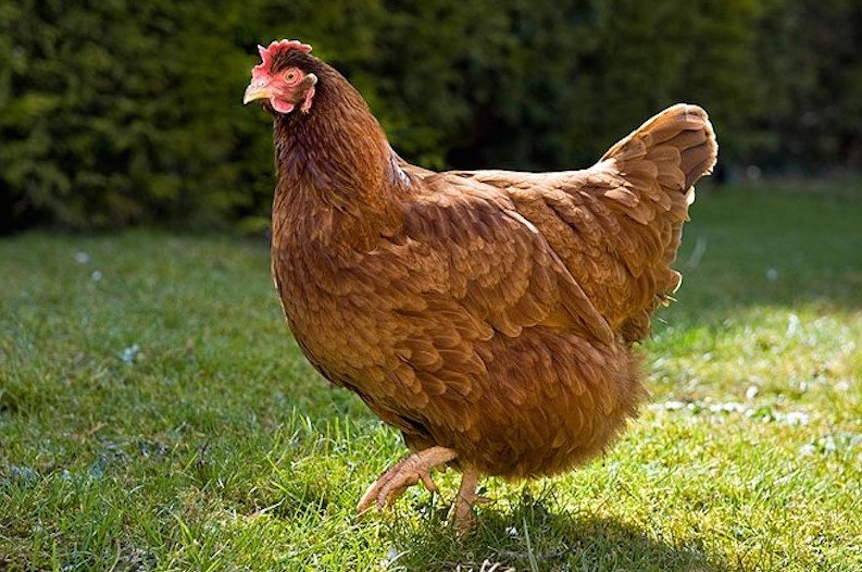 chicken