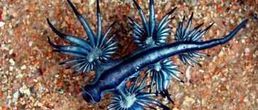 Coolest Animal Species in the World