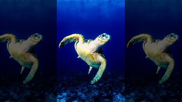 Coolest Animal Species in the World