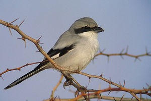 Great Grey Shrike