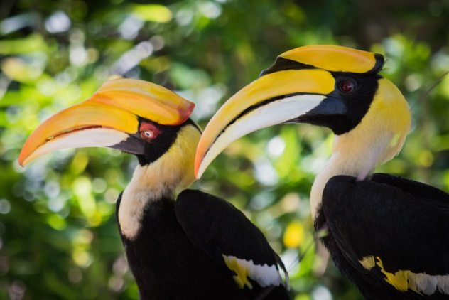 Great Hornbills