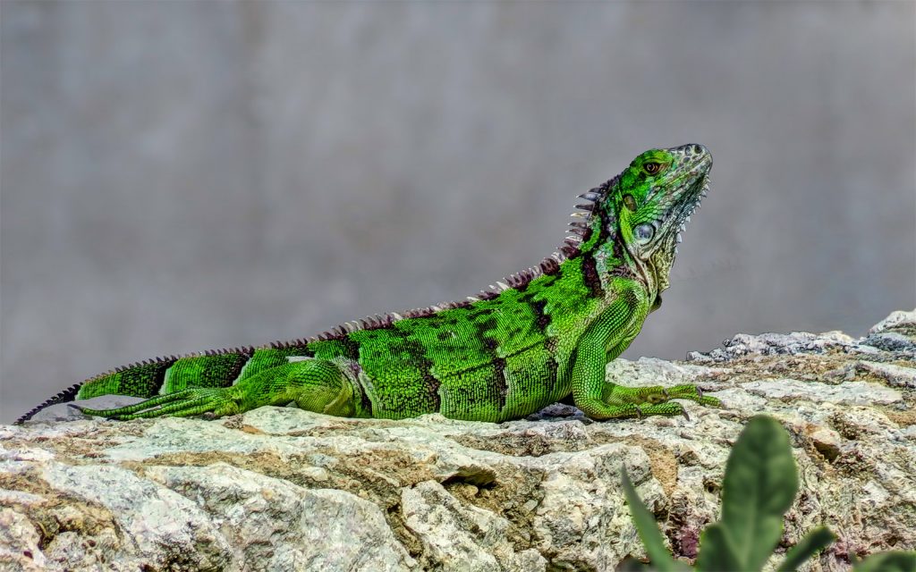 Green Iguanas