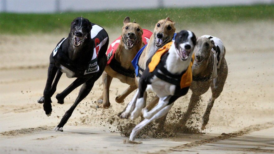 Greyhound Racing