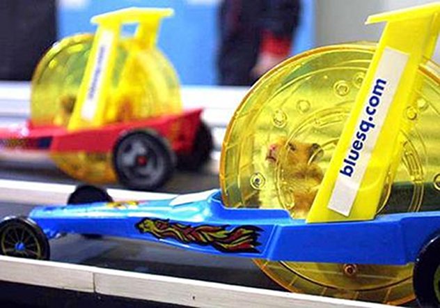 Hamster Racing