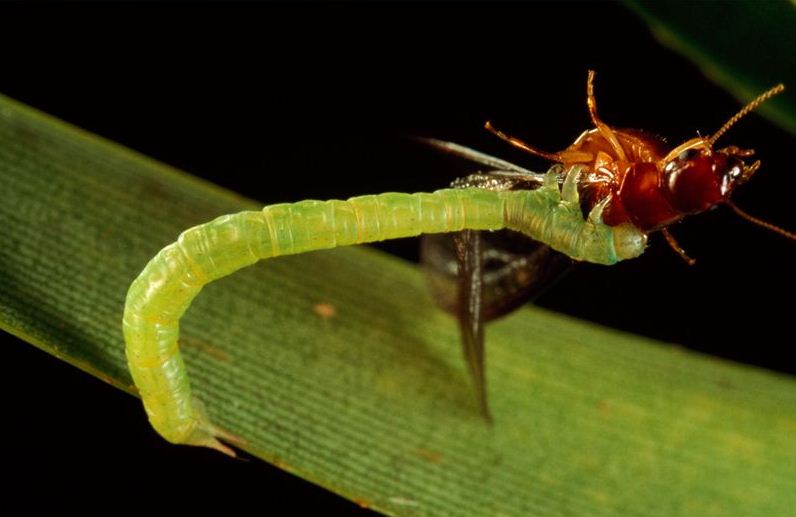 Carnivorous Caterpillars