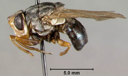 Human Botfly