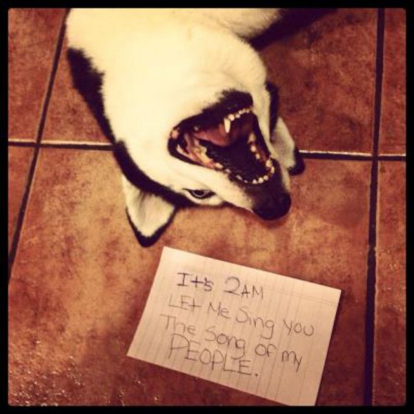 Huskies